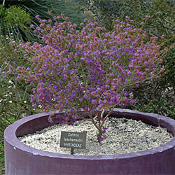 Calytrix leschenaultii