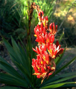 Doryanthes palmeri