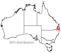 Doryanthes palmeri map