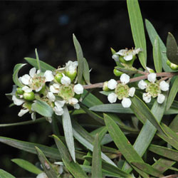 Leptospermum brachyandrum