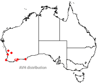 Melaleuca nesophila distribution map