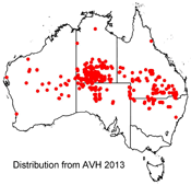 Calandrinia balonensis distribution