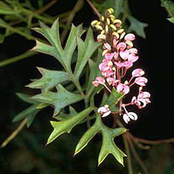 Habit photograph of Grevillea leptobotrys