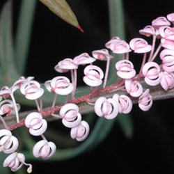 Close-up photograph of Grevillea leptobotrys