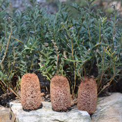 Banksia blechnifolia