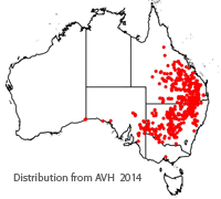 Geijera parviflora distribution