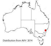 Isopogon fletcheri distribution map