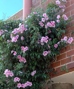 Pandorea jasminoides growth habit