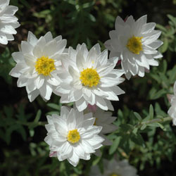 Rhodanthe anthemoides 'Chamomile Cascade' flowers
