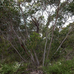 Eucalyptus langleyi APII dig 24582