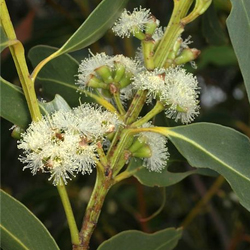 Eucalyptus langleyi APII dig 30355