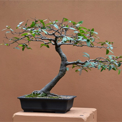 Ficus coronata bonsai APII dig 28304
