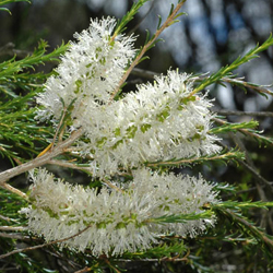 Melaleuca hamulosa APII dig 7806