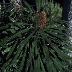 Banksia aquilonia APII a 13515