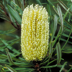 Banksia aquilonia APII rfk 1551