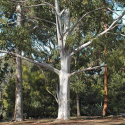 Eucalyptus saligna APII XXXX XXXX