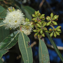 Eucalyptus saligna APII dig 8475