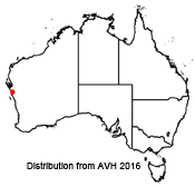 Verticordia galeata distribution