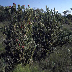 Banksia coccinea APII a 7165