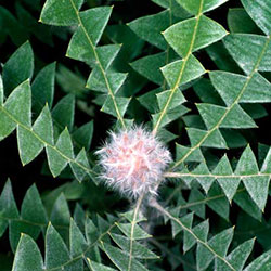 Banksia baxteri APII a 3380