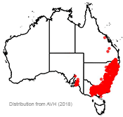 Callistemon sieberi distribution