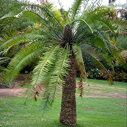 Lepidozamia peroffskyana APII a 20386