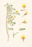 Pultenaea pedunculata
