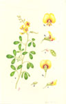 Goodia lotifolia