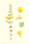 Pultenaea spinosa