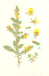 Pultenaea villosa