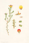 Pultenaea densifolia