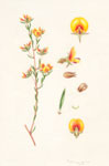 Pultenaea dentata