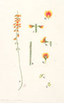 Sphaerolobium vimineum