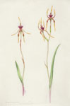 Caladenia longiclavata