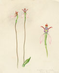 Eriochilus cucullatus