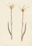 Caladenia leptochila