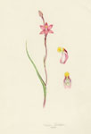 Thelymitra luteacilium