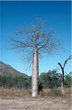 APII jpeg image of Adansonia gregorii  © contact APII