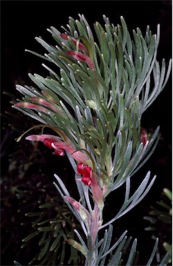 APII jpeg image of Adenanthos x cunninghamii  © contact APII