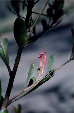 APII jpeg image of Adenanthos ellipticus  © contact APII