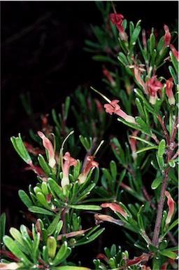 APII jpeg image of Adenanthos glabrescens subsp. glabrescens  © contact APII