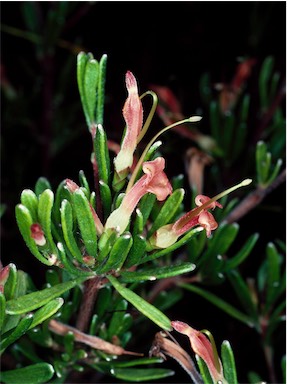 APII jpeg image of Adenanthos glabrescens subsp. glabrescens  © contact APII