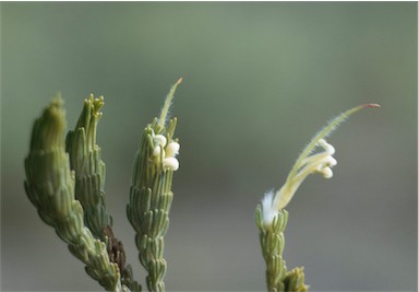 APII jpeg image of Adenanthos terminalis  © contact APII