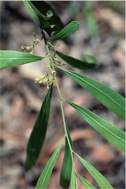 APII jpeg image of Alectryon oleifolius subsp. elongatus  © contact APII