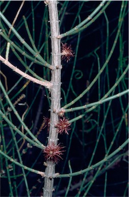 APII jpeg image of Allocasuarina corniculata  © contact APII