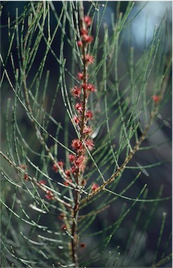 APII jpeg image of Allocasuarina diminuta subsp. diminuta  © contact APII