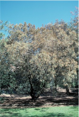 APII jpeg image of Allocasuarina littoralis  © contact APII