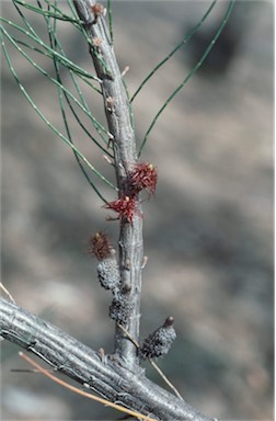 APII jpeg image of Allocasuarina zephyrea  © contact APII