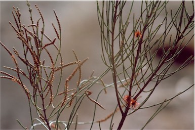 APII jpeg image of Allocasuarina muelleriana  © contact APII