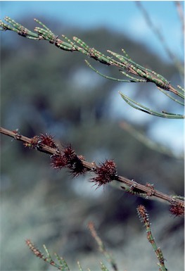 APII jpeg image of Allocasuarina paradoxa  © contact APII